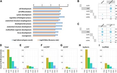 In Depth Exploration of the Alternative Proteome of Drosophila melanogaster